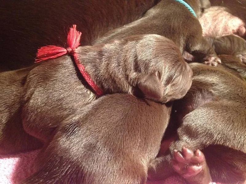 Labradorský retriever- tmavě čokoládová štěňátka s PP