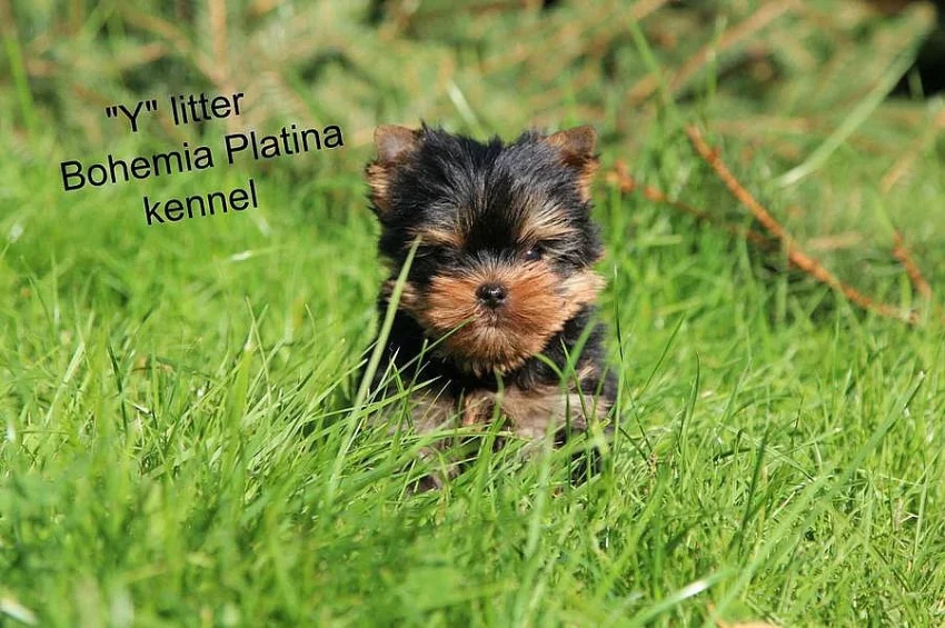 Yorkshire terrier s PP