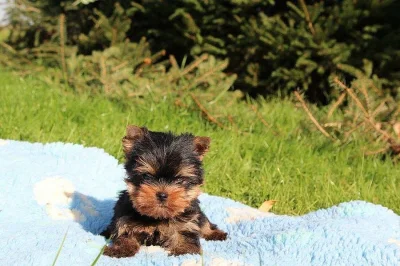 Yorkshire terrier s PP