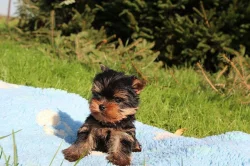 Yorkshire terrier s PP