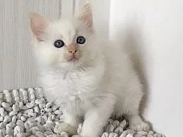 Ragdoll koťata na prodej