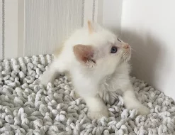 Ragdoll koťata na prodej
