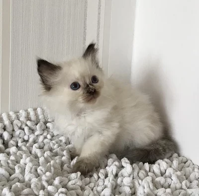 Koťátka ragdoll