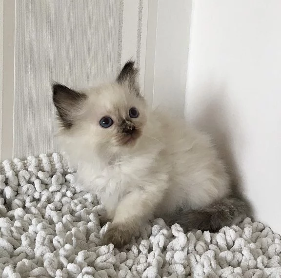 Koťátka ragdoll