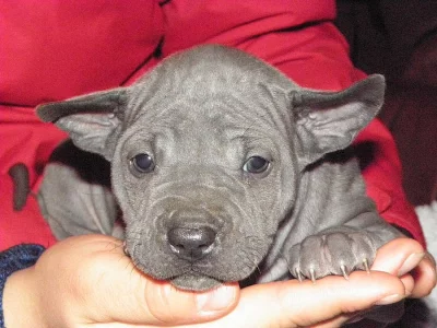Thajský ridgeback modrý