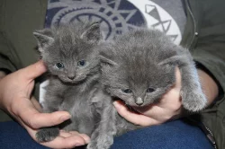 Britská krátkosrstá koťata na prodej