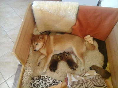 Štěňata Shiba inu s PP