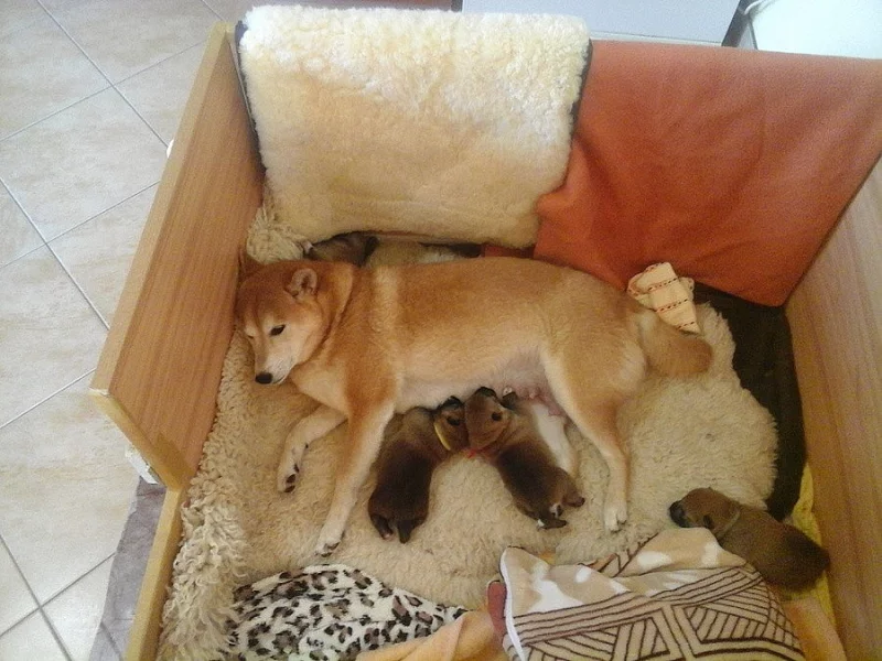 Štěňata Shiba inu s PP