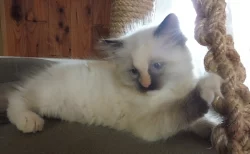 Ragdoll kotě