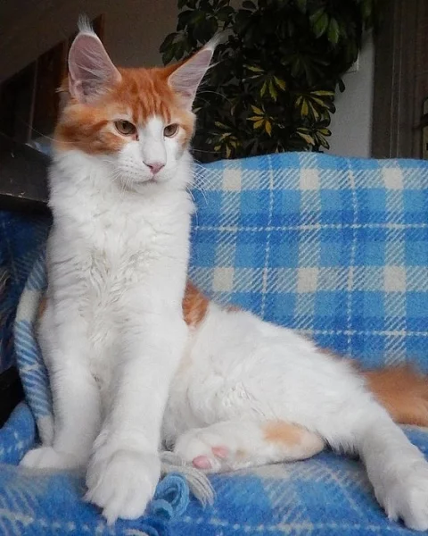 Minský mývalí kocourek s PP