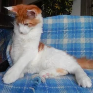 Minský mývalí kocourek s PP