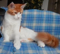 Minský mývalí kocourek s PP