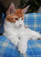 Minský mývalí kocourek s PP