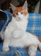 Minský mývalí kocourek s PP