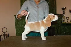 Bígl (beagle) - krásná štěňátka