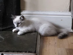 Ragdoll koťata na prodej