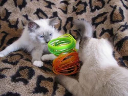 Ragdoll koťata na prodej