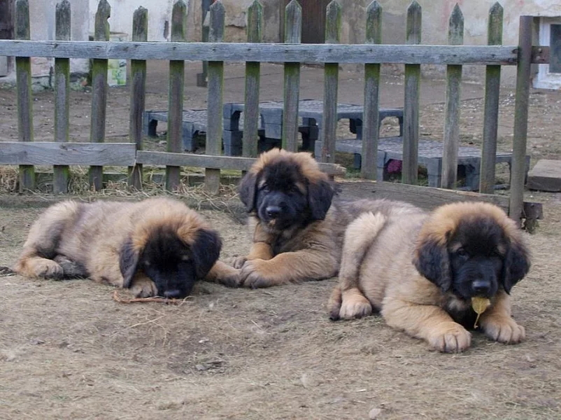 Leonberger s PP