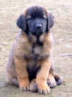 Leonberger s PP