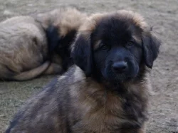 Leonberger s PP