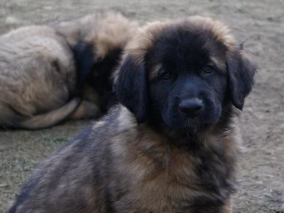 Leonberger s PP