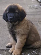 Leonberger s PP