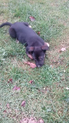 Štěňátko kříženec labradora