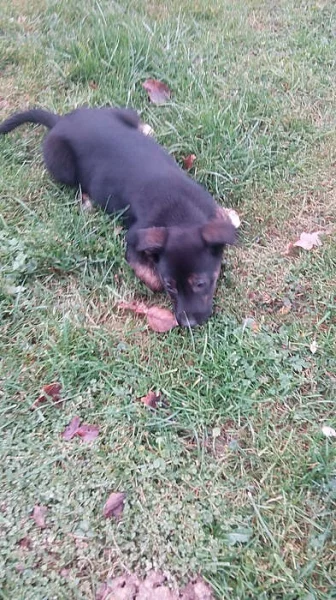 Štěňátko kříženec labradora