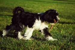 štěně tibetského teriera