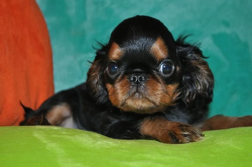 King charles spaniel s PP