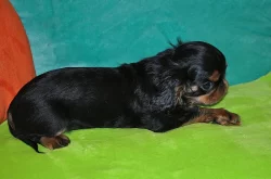 King charles spaniel s PP
