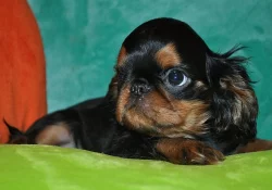 King charles spaniel s PP