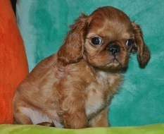 King charles spaniel s PP