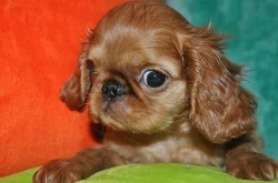 King charles spaniel s PP
