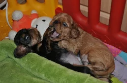 King charles spaniel s PP