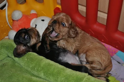 King charles spaniel s PP