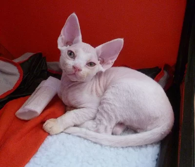 Prodám koťátka Devon rex s PP