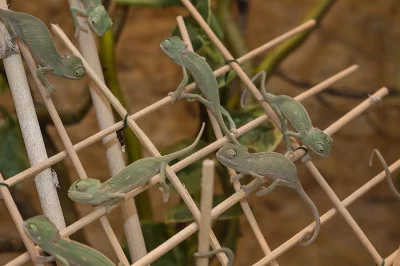 Chameleon jemenský (Chamaeleo calyptratus), mláďata