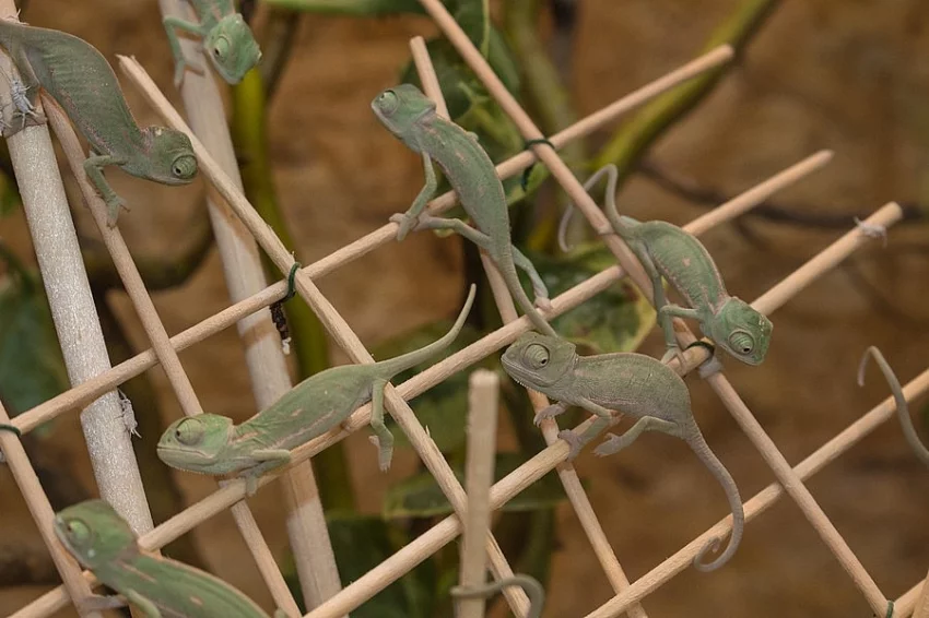 Chameleon jemenský (Chamaeleo calyptratus), mláďata
