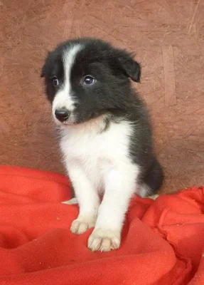 Border Collie ( Border kolie )