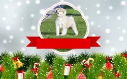 Akita Inu s PP