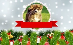 Akita Inu s PP