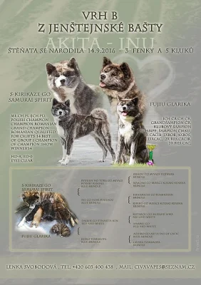 Akita Inu s PP