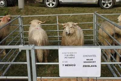 Prodám chovné beránky České vlašky