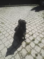 Dvě skvělé fenky hledají domov