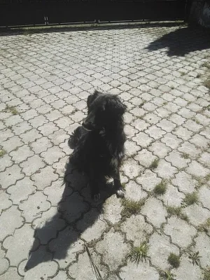 Dvě skvělé fenky hledají domov