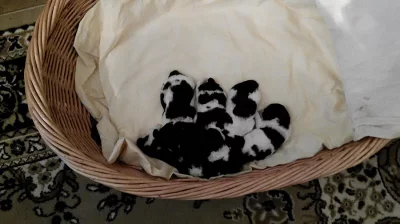 Štěňata trpasličí pudl Harlekýn