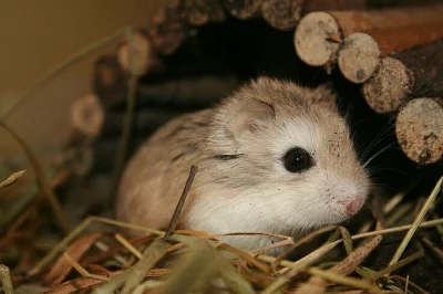 Křeček Roborovský