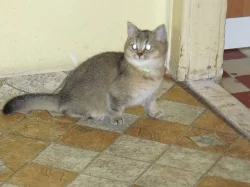 Britská vánoční koťata s PP