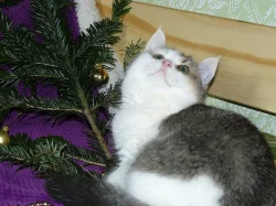 Britská vánoční koťata s PP